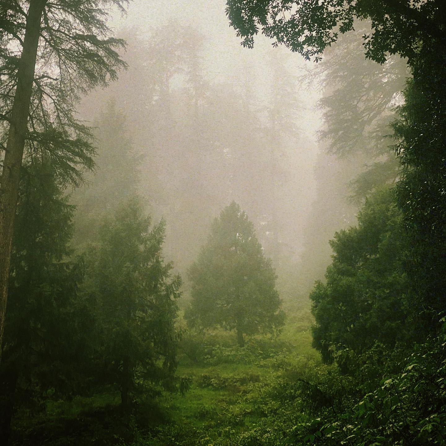 A quiet forest disappearing into pale fog.